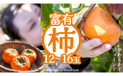 富有柿 12～16玉（茨城県共通返礼品：かすみがうら市） 【2026年11月中旬発送開始】 柿 かき 富有カキ ( 1箱 ) 果物 フルーツ くだもの カキ 富有かき 秋 旬 発送 産地直送 農家直送