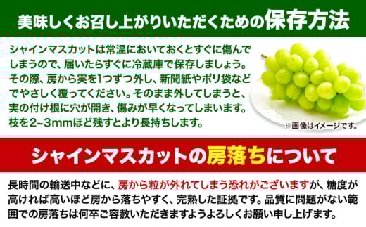 【先行予約】【2回定期便】食べ比べセット たたらみねらるシャインマスカット+瀬戸ジャイアンツ 各2房 計2kg《2026年9月上旬-10月下旬頃出荷予定》岡山県 笠岡市 マスカット ぶどう ブドウ 葡