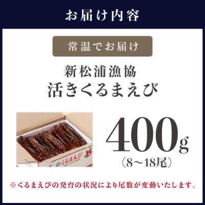 ふるさと納税 松浦市 新松浦漁協  活きくるまえび　400g |  | 03