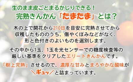 糖度18度以上　きんかんたまたまエクセレント1㎏　宮崎県西都市産＜1.7-27＞