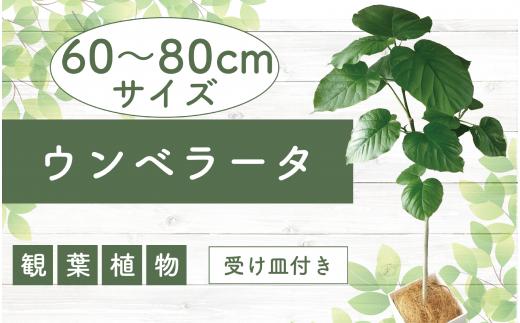【観葉植物】ウンベラータ60cm～80cm(Green Base/014-1370) 南国鹿児島県で育った 観葉植物！植物 鉢付 インテリア 室内 オフィス おしゃれ プレゼント ギフト 開店祝い 移転祝い マイナスイオン【配送不可地域：北海道・沖縄県・離島】