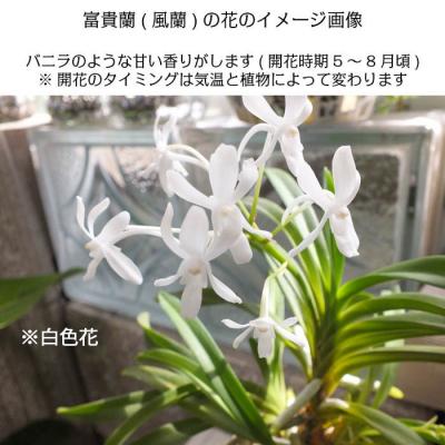 ふるさと納税 山口市 【日本の蘭】富貴蘭　風蘭　黒筒陶器鉢 D088 |  | 03