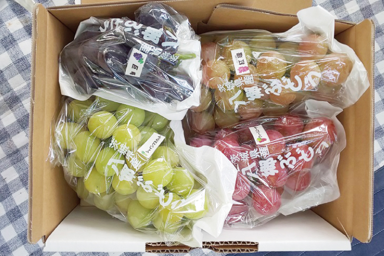 【2025年9月初旬より順次発送】【数量限定】旬のぶどう詰合せ 色とりどり 約2kg(3～6房)【茨城県共通返礼品/石岡市】【茨城県 巨峰 シャインマスカット ブドウ ぶどう フルーツ 果物 くだもの