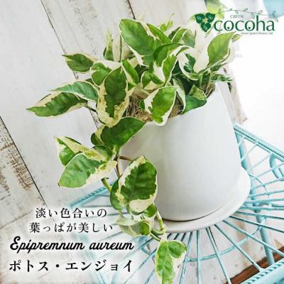 ふるさと納税 糸島市 美しいポトスの進化型『ポトス・エンジョイ』糸島市/cocoha[AWB028]