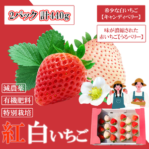 GF001_【2025年11月中旬～2026年4月発送】紅白いちご440g ゆりかーごC2パック
