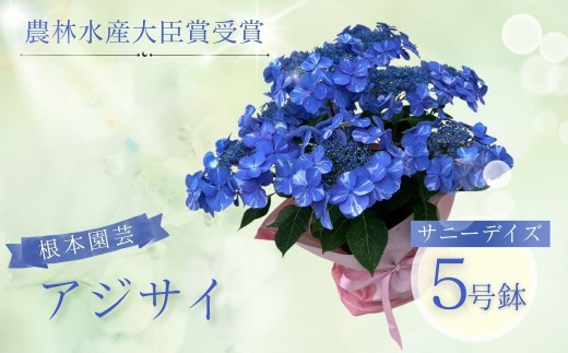 【先行予約】アジサイ サニーデイズ (ブルー系絞り) 5号鉢 | 花 お花 あじさい 紫陽花 ブルー 青 絞り 5号 花ギフト フラワーギフト 鉢花 鉢植え ギフト プレゼント 贈答 農林水産大臣賞受賞 根本園芸 アジサイ あじさい 紫陽花 aj001-ae