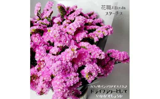 
            生花《スターチス》 花職人Ikeda（ピンク）
          