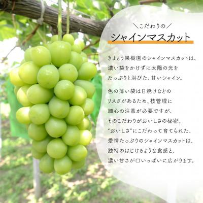 ふるさと納税 津山市 【発送月固定定期便】【2026年先行予約】桃とシャインマスカット どっちも食べたい便(岡山産)全2回 |  | 03