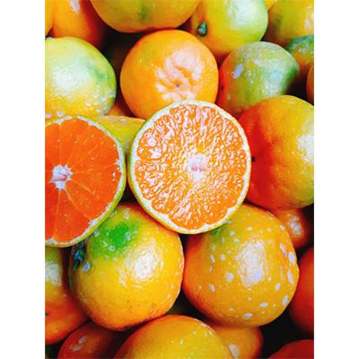 ふるさと納税 観音寺市 【発送月固定定期便】フジカワ産地直送便・季節の彩どり柑橘セット全6回