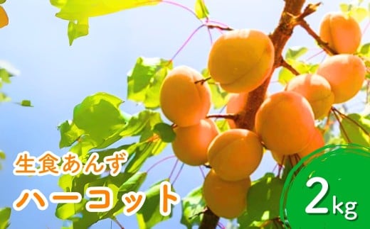 【2026年先行予約】あんず ハーコット(生食/皮ごとOK) 約2kg 杏子 アプリコット 生食用 千曲市産 長野県 信州