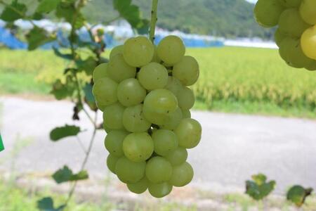 【先行予約】ご自宅用船坂ぶどう 約2kg（3～5房）| 船坂ぶどう ぶどう フルーツ 兵庫県 上郡町 発送は2026年8月16日～2026年10月10日頃予定】