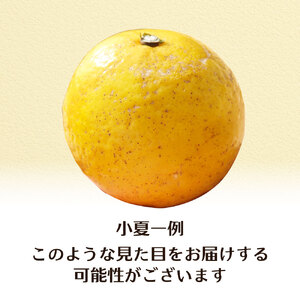 小夏 5kg 令和9年4月中旬以降発送 訳あり 規格外 柑橘 井村農園【小夏】【R01487】