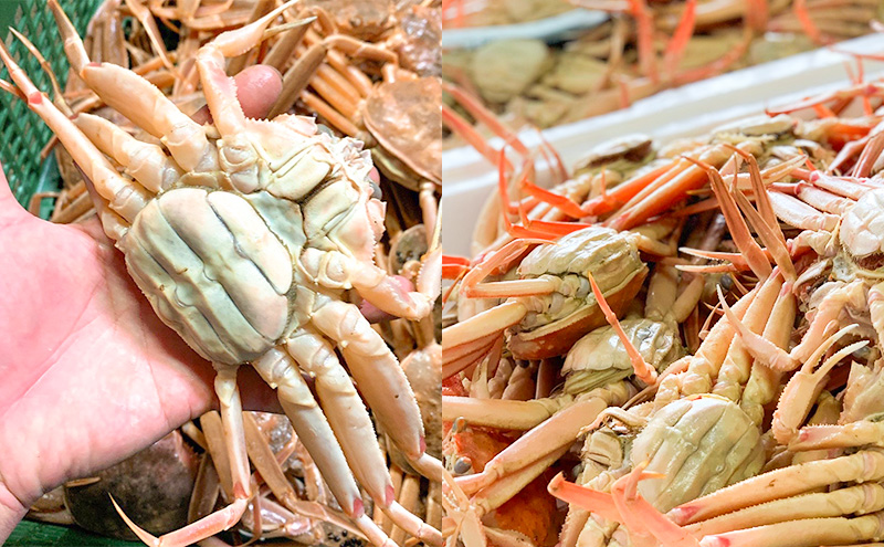 ≪※9月より寄附額変更≫【冷凍】セコガニ　茹で　小サイズ　訳あり　5杯《24年11月10日?12月中旬に順次発送》