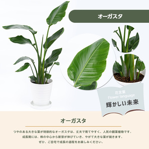 2026年4月上旬～発送 観葉植物 オーガスタ 70cm～90cm 鎌ヶ迫園芸場 016-1375 観葉植物 植物 鉢付 インテリア 室内 オフィス おしゃれ プレゼント ギフト 開店祝い 移転祝い 