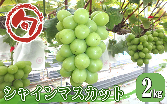 
No.769 シャインマスカット 約2kg ／ 葡萄 ブドウ 果物 広島県 特産品

