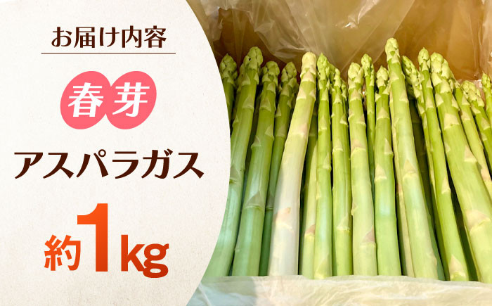 こだわりアスパラガス 春芽　約1kg