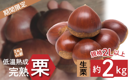 【数量限定】さぬき山都の低温熟成完熟栗(生栗)2L サイズ 約2kg