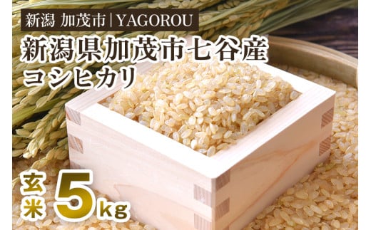 【令和7年産新米先行予約】新潟県加茂市 七谷産コシヒカリ 玄米5kg 《12月上旬～順次発送》 新潟産コシヒカリ 豊かな山水で育った天水米 加茂市 YAGOROU ヤゴロウ