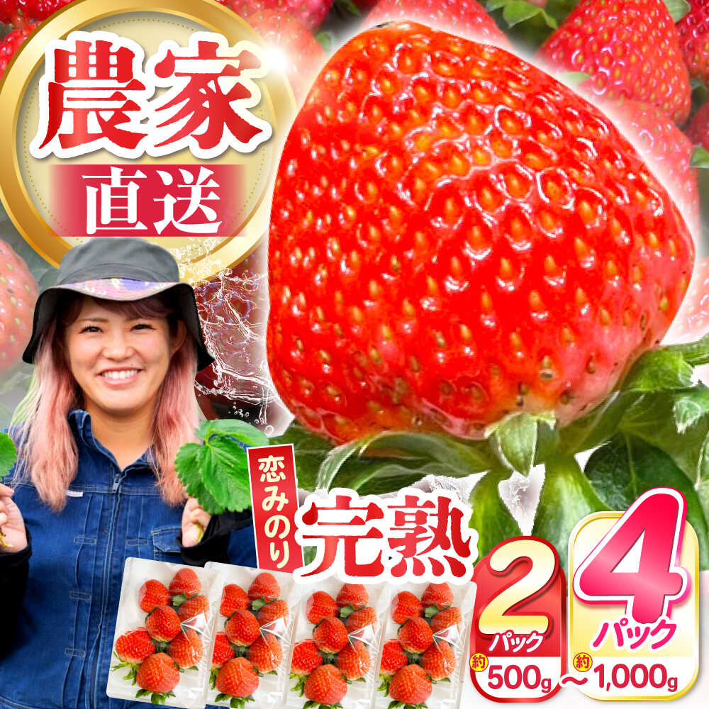 【ふるさと納税】【選べる内容量・配送月】【2026年1月〜発送】南島原産 いちご 『恋みのり』約250g×2パック・約250g×4パック / フルーツ 果物 イチゴ 苺 / 南島原市 / あゆみfarm [SFF001]