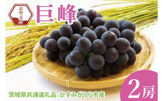 【先行予約】【お中元】巨峰2房（茨城県共通返礼品：かすみがうら市）｜ぶどう ブドウ 贈答品（CD176）