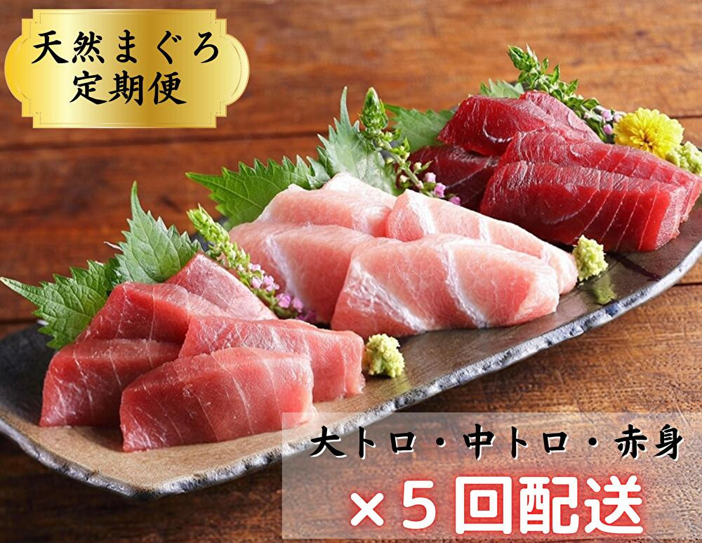 
            （全5回配送）天然！三崎まぐろ大トロ・中トロ・赤身 お刺身定期便　M005-T02
          
