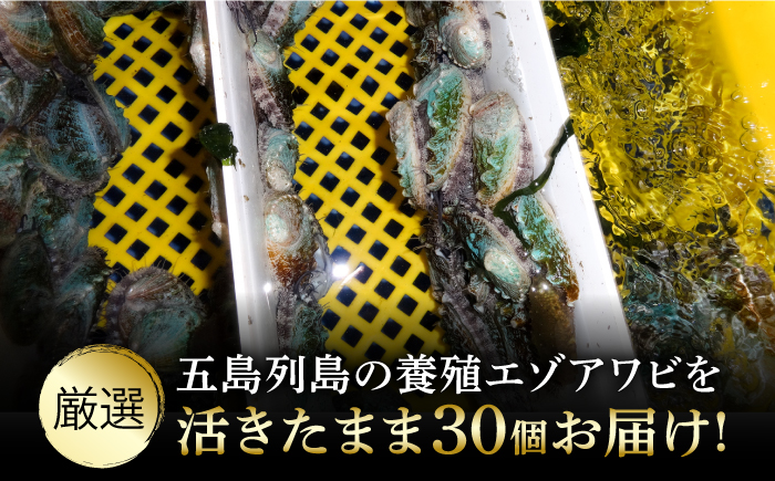 【全6回定期便】【活きたままお届け！】 上五島産 養殖 ひとくち アワビ 厳選 30個【豊建設株式会社】 [RAE010]