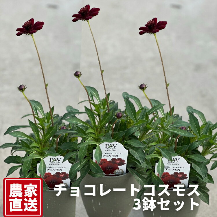 【ふるさと納税】チョコレートコスモス3鉢セット【農家直送】 | 植物 お花 花 鉢 鉢花 花鉢 フラワー ギフトプレゼント 贈り物 珍しい 育てやすい かわいい 可愛い キレイ おしゃれ ※2026年5月中旬～7月上旬頃に順次発送予定 ※北海道・沖縄・離島への配送不可