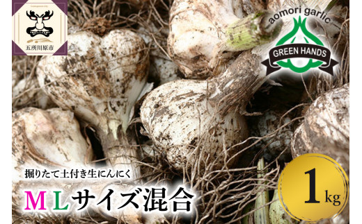 【2026年6月下旬発送開始】掘りたて 生 にんにく 青森県産 Ｍ Ｌ サイズ混合 １kg　（土つき）【 ガーリック ニンニク 大蒜 五所川原 生にんにく 】