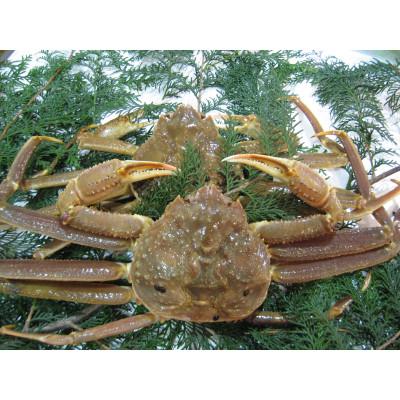 ふるさと納税 琴浦町 【訳アリ】 松葉ガニ(生)　2枚(計1.6kg以上)　【年内配送】