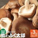 【ふるさと納税】定期便3回 神栖市 しいたけ 風のふくたろう 3kg 1kg ( 200g×5袋 )× 3回 きのこ 椎茸 菌床 茨城県 神栖市 送料無料