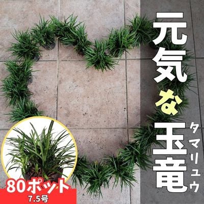 
            ＜産地直送＞元気なタマリュウ＜5月発送＞80本セット[約2平方メートル分]【1554841】
          