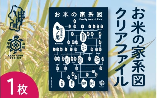 山形庄内かめこめプロジェクト お米の家系図 クリアファイル A4 1枚 オリジナル グッズ 文房具