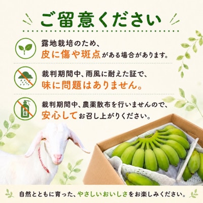 【2026年6月上旬から順次発送】今帰仁産のうみしおバナナ2kg【1732928】