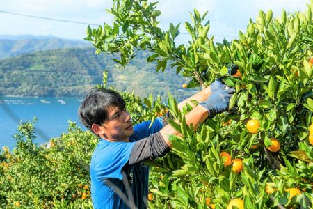 【先行予約】産地直送！愛媛県産清見タンゴール 5kg（2026年3月上旬より順次発送） IKTF022