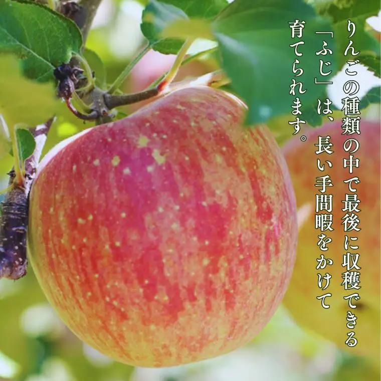 MS16 りんご サンふじ（長野県産秀品） 約10kg / 2026年11月下旬～12月中旬頃 配送予定 // 長野県 南信州 さんふじ サンフジ ふじりんご リンゴ 林檎 贈答 ふじ