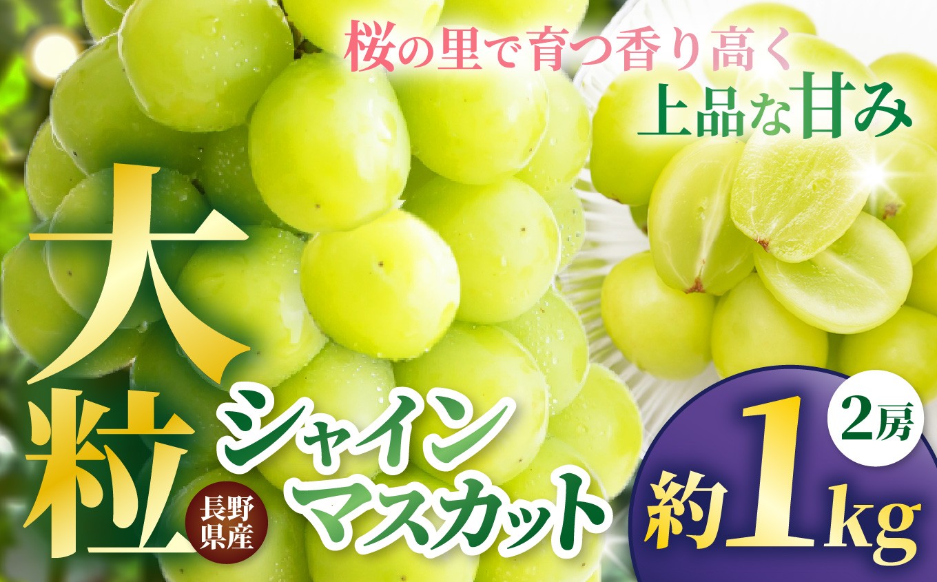 
                  信州高遠町産 種なし シャインマスカット 2房 約1kg | ぶどう フルーツ 果物 シャインマスカット 種無し 大粒 皮ごと 高遠町 伊那 長野県【010-83】
                