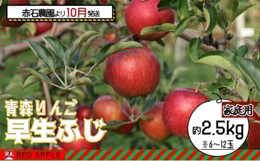 りんご 【 10月発送 】 家庭用 早生ふじ 約 2.5kg 【弘前市産 青森りんご】果物 フルーツ 食後 デザート 早生りんご ジューシー シャキシャキ