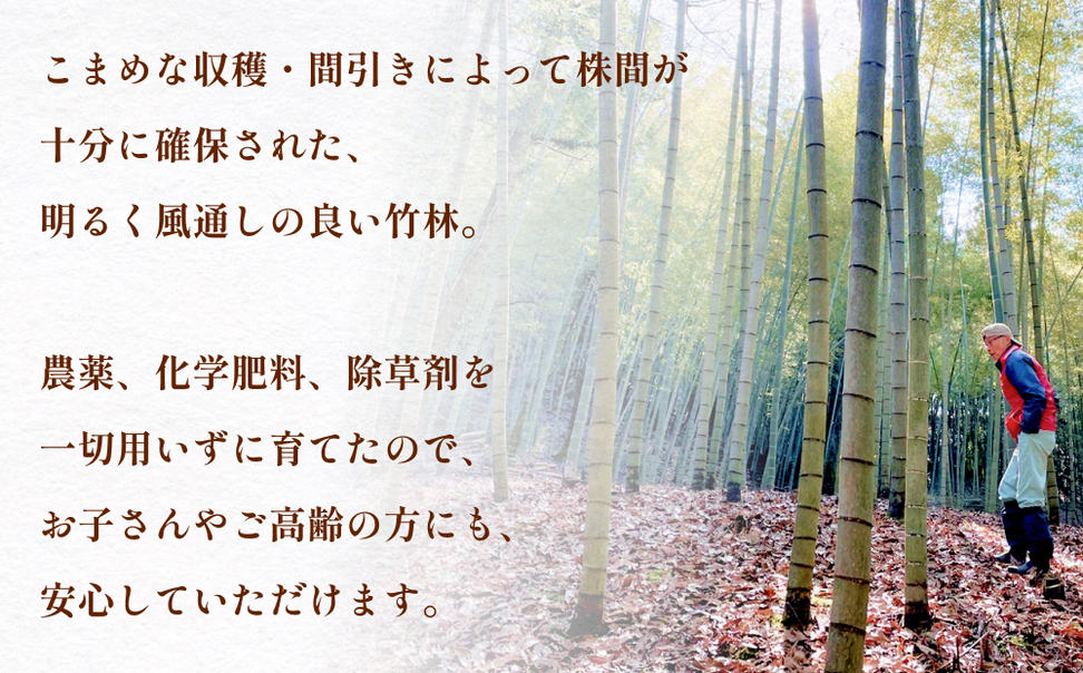 富山県産 旬の 天然 タケノコ 2kg 朝掘り 採れたて発送 ＜農