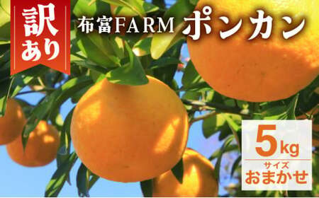 【先行予約】訳ありポンカン　サイズおまかせ　5kg　NT6 [N-05] 【布富FARM】