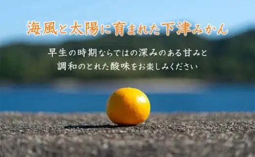 訳あり 早生みかん 2S・3S混合 6.5kg 和歌山みかん