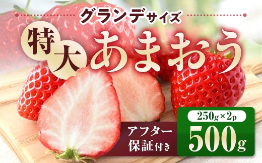 福岡県産 あまおう 500g　先行予約 2027年1月～3月末にかけて順次発送　BA005-3