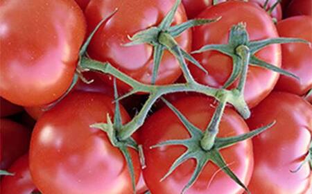 《令和6年産先行受付》山形県産高糖度ミディトマト【シンディスィート】 2kg FSY-0011