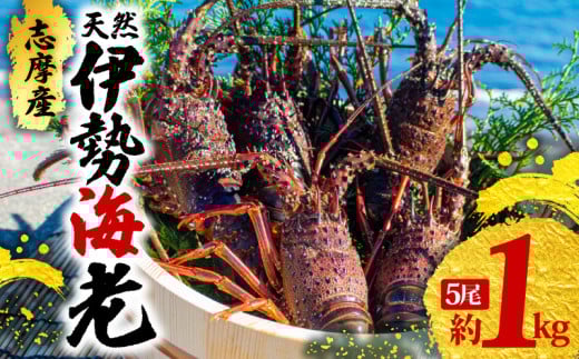 伊勢海老  5尾 1kg / 天然 志摩産 伊勢エビ 海老 エビ 人気 刺身 刺し身 味噌汁 海鮮 魚介類 産地直送 贈答 お歳暮 お祝い プレゼント 三重県 伊勢 志摩 50000円 5万円 五万円