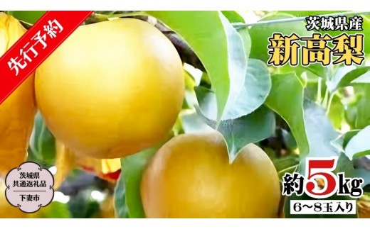 
【 先行予約 】 茨城県産 新高 梨 5kg 6玉～8玉入り (茨城県共通返礼品／下妻市） ( 2024年9月上旬発送開始 ) 梨 数量限定 なし ナシ フルーツ 果物 旬 産地直送 JA 常総ひかり [DF004sa]
