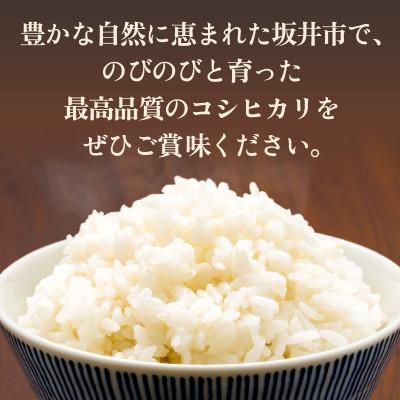ふるさと納税 坂井市 【数量限定!】 坂井市産 コシヒカリ白米 10kg ×1袋　令和7年産 [B-3258] |  | 01
