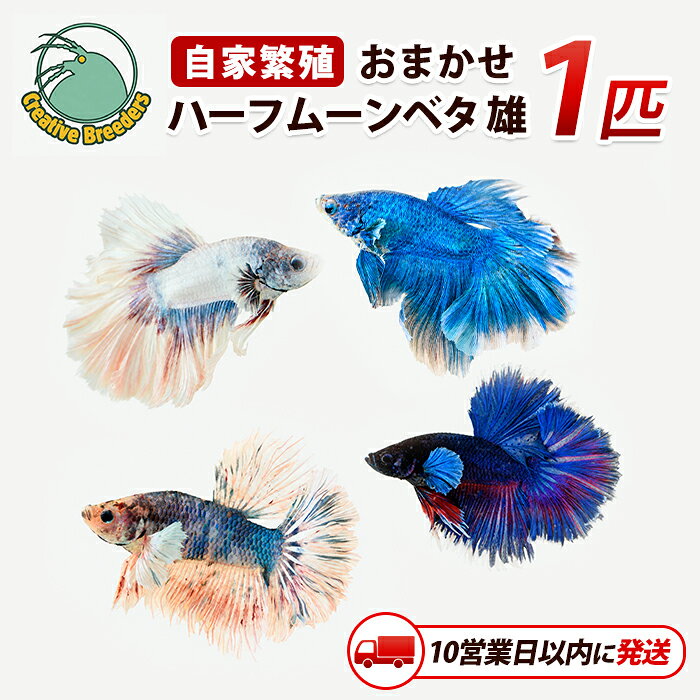 【ふるさと納税】【10営業日以内に発送】おまかせハーフムーンベタ 雄 1匹 熱帯魚 生体 観賞用 魚 ペット アクアリウム 癒し 初心者向け【アクアファームはくと】