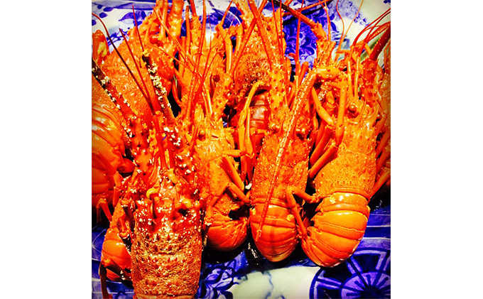 漁師直送　冷凍浜茹で伊勢海老1キロ　 伊勢エビ 冷凍