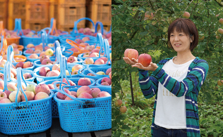 ＜ 先行予約 ＞ りんご 葉取らず ふじ 丸秀品 約 10kg 26～40玉 【2026年11月下旬から12月下旬発送】 山形県 朝日町産 山形県産 果物 フルーツ リンゴ 林檎 秋 冬