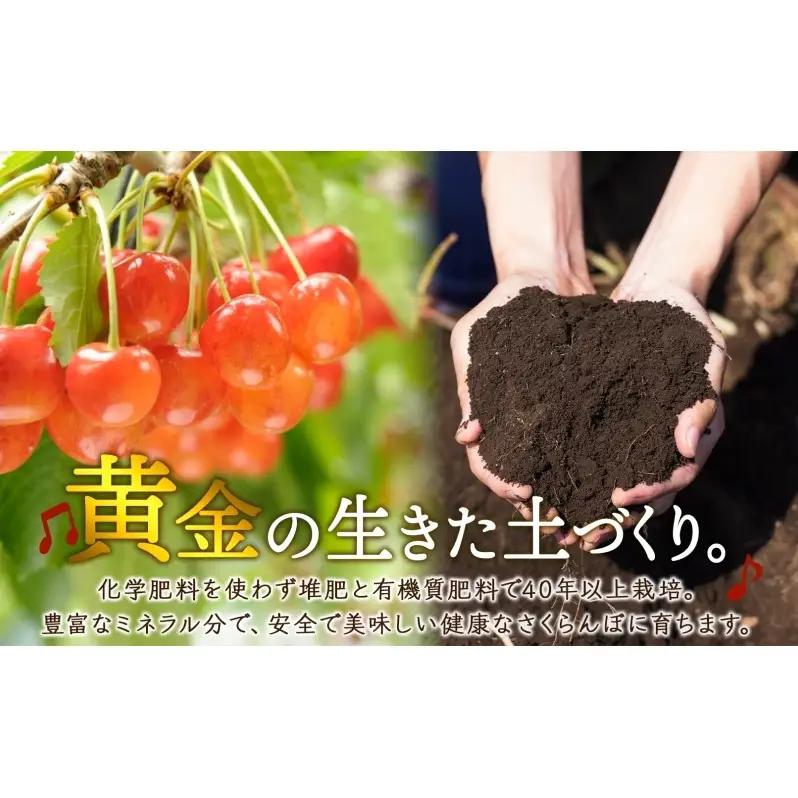 冷凍 160g×6パック 北海道 冷凍 さくらんぼ 果物