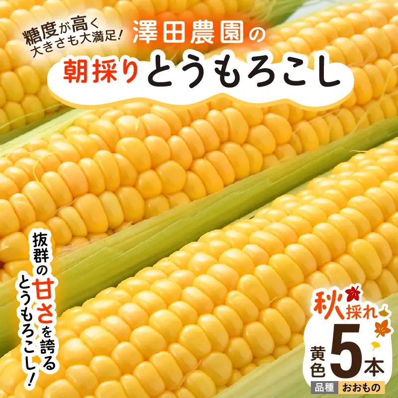 【先行予約】秋とうもろこし 5本 おおもの 黄色 朝採り ／ 期間限定 数量限定 ハウス栽培 産地直送 甘い スイートコーン とうもろこし 野菜 あわら ※2026年10月10日より順次発送 [aw039-a013]